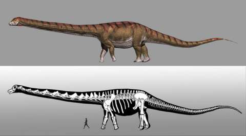 Nombran al dinosaurio más grande del mundo y revelan que medía casi 40 metros