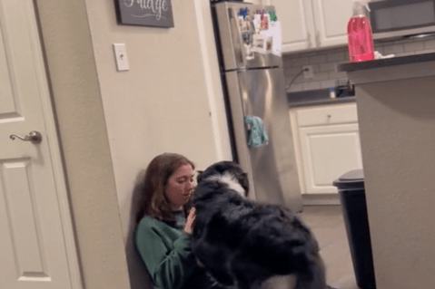 Perro de apoyo emocional desencadena batalla legal en Nueva York