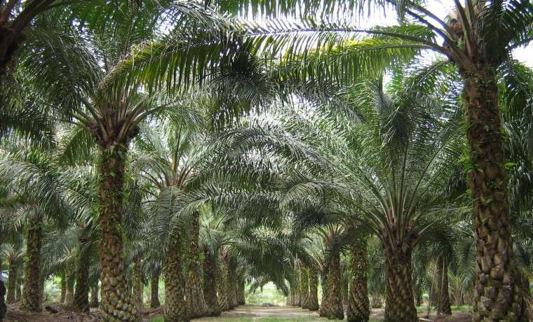 Cultivo de palma africana. / El Espectador