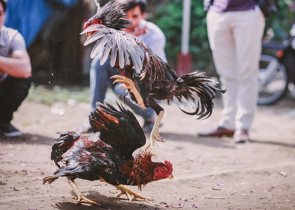 Parte de las medidas implica la no utilización de espuelas u otros elementos que ocasionen daño a los animales.