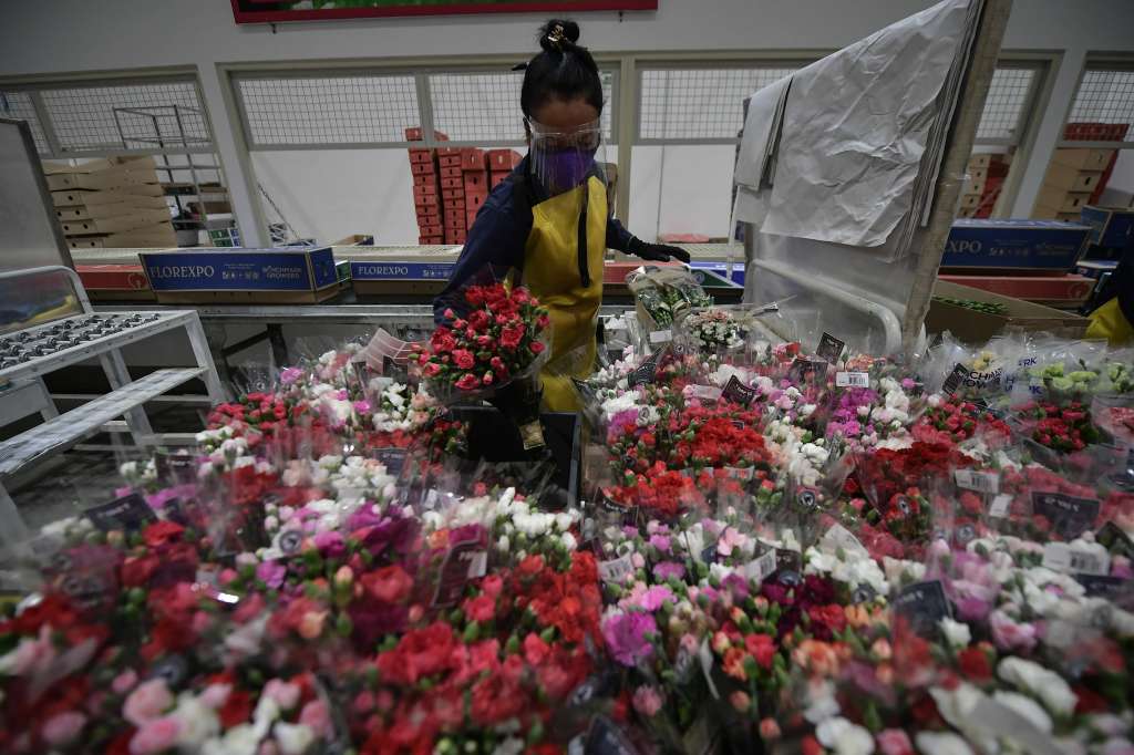 Cultivo de flores que exportan desde el país en San Valentín