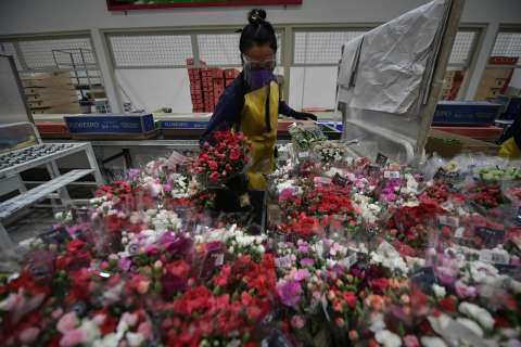 Flores que enamoran: cautivan hasta a quienes las cultivan
