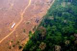 El mundo perdió en 2022 bosque tropical a una tasa de 11 canchas de fútbol por minuto