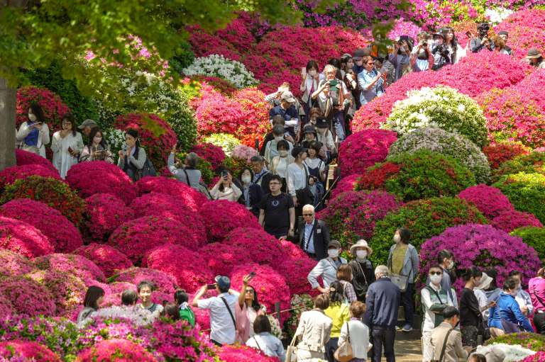 -FOTODELDIA- Tokio (Japón), 19/04/2024.- Azaleas en plena floración atraen a los visitantes del jardín del Santuario Nezu de Tokio. EFE/KIMIMASA MAYAMA
