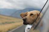 ¿Cómo tranquilizar a un perro durante un viaje largo?