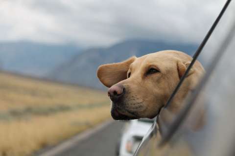 ¿Cómo tranquilizar a un perro durante un viaje largo?