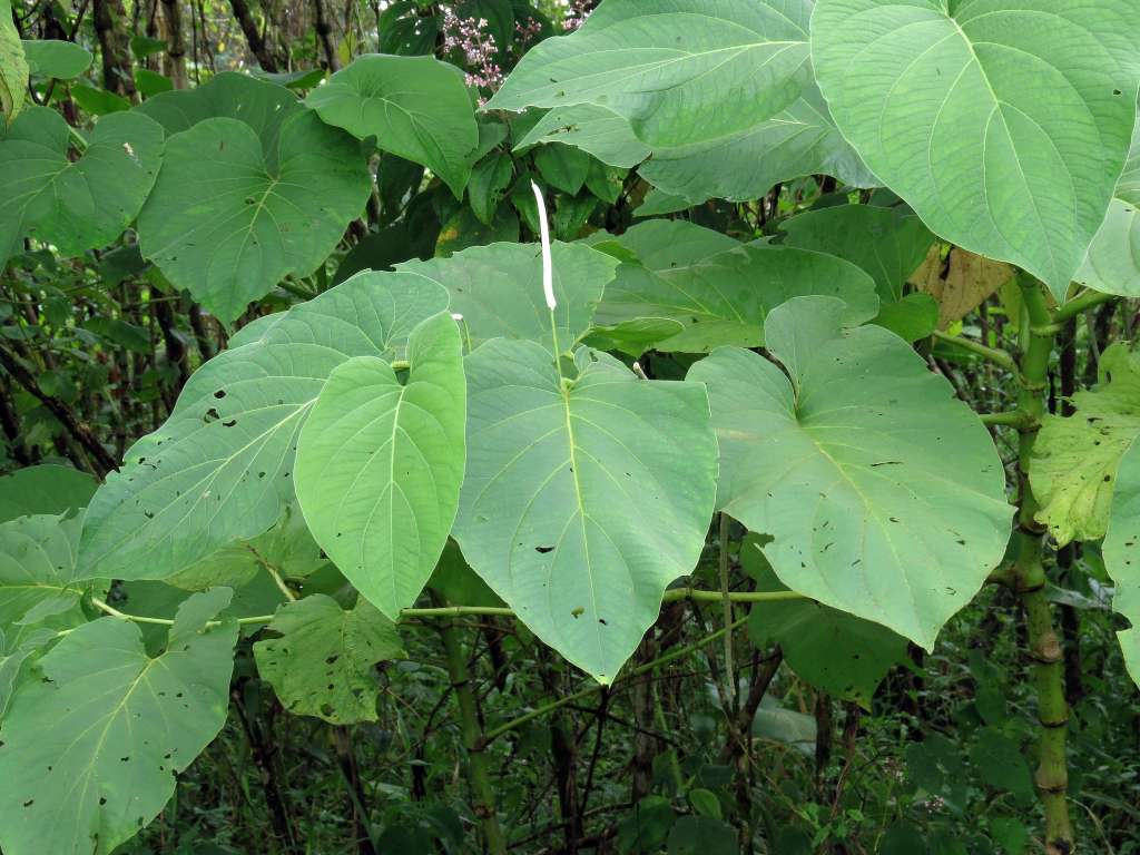 Imagen de las hojas de la planta conocida como Hoja santa.