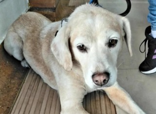 “Es mi hijo perruno”: mujer busca a Dalton, perrito perdido en Engativá, Bogotá