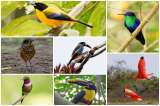 7 lugares ideales para el avistamiento de aves en Colombia