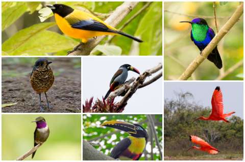 7 lugares ideales para el avistamiento de aves en Colombia