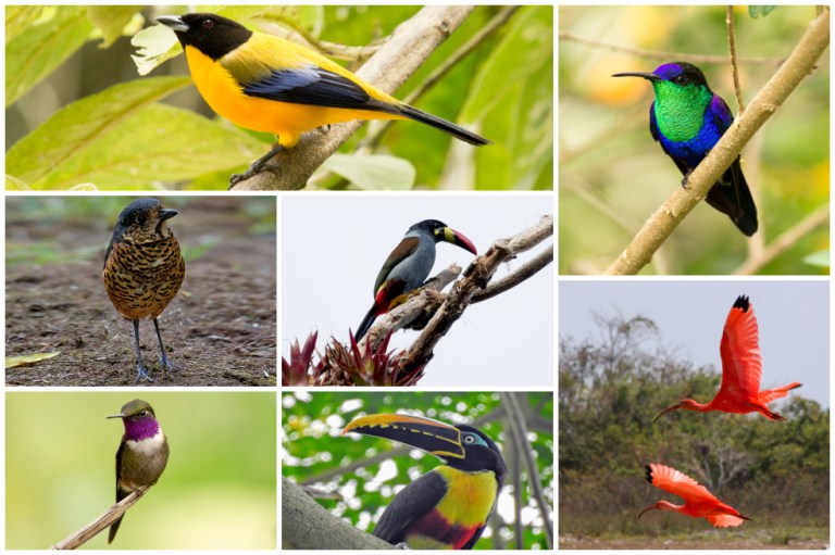 7 lugares ideales para el avistamiento de aves en Colombia