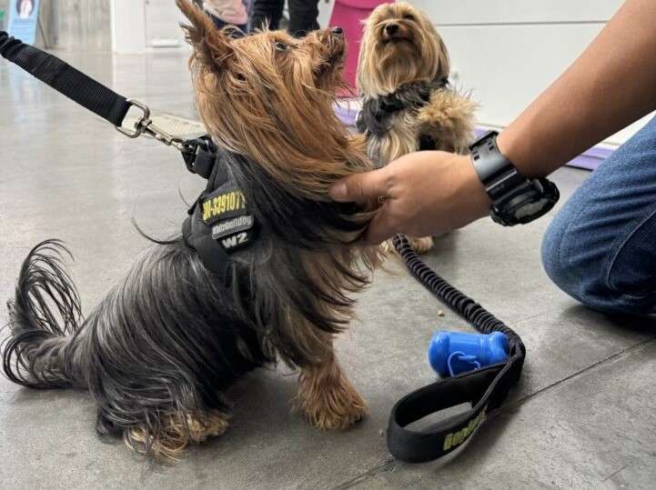 Llega a Cali el Famy Fest Pets, el nuevo festival dedicado al bienestar animal