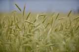 Prácticas de agricultura sostenible podrían aumentar el rendimiento de cultivos