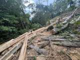Detienen tala de urapanes en una ronda de protección hídrica de Cundinamarca