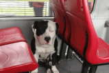 Amarrado a una silla en Transmilenio, encuentran perro que habría sido abandonado