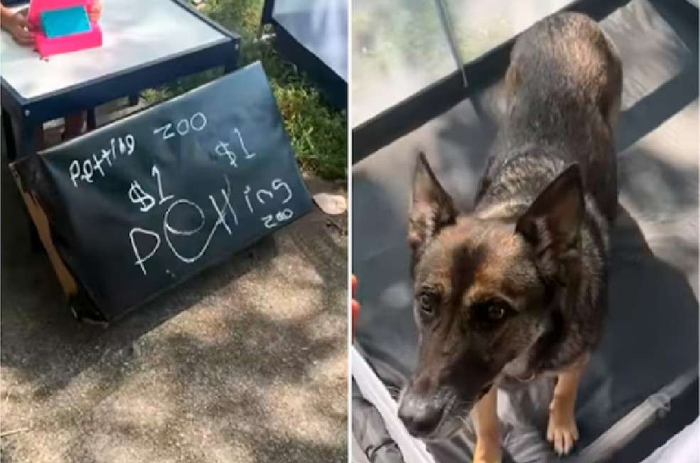 En un segundo video, el niño repite la travesura con dos perros y eleva la tarifa a tres dólares.