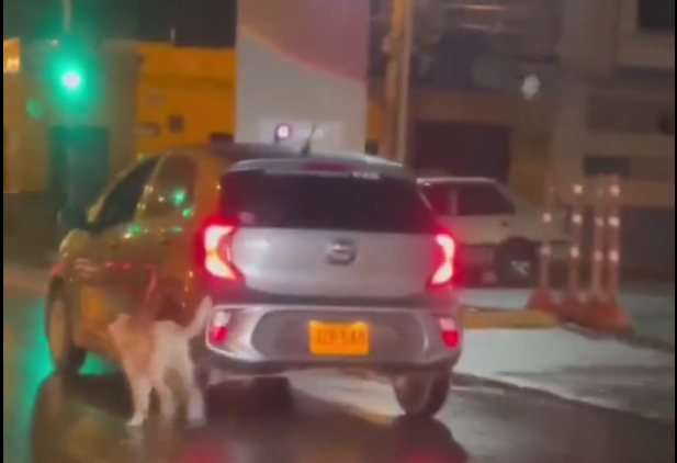 Captura de pantalla de un video donde se ve que un perro corre detrás de un carro donde iban sus dueños quienes, presuntamente, lo dejaron abandonado.