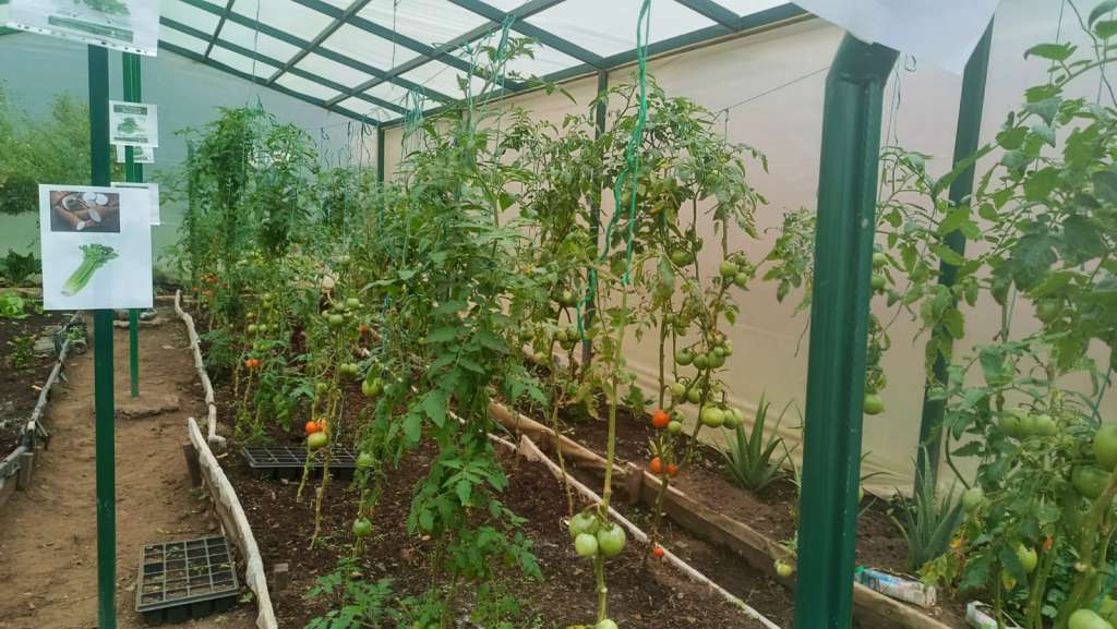 El proyecto busca promover la agricultura urbana en los hogares de las familias de la institución, incentivando que tengan cultivos básicos como cilantro, lechuga o tomate, incluso en espacios reducidos.