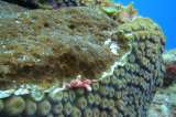 El efecto de las esponjas en la erosión de los arrecifes coralinos
