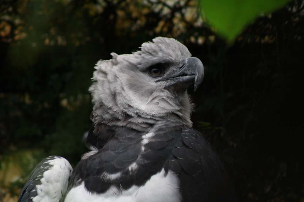 Águilas arpías en la Fundación Bioparque La Reserva