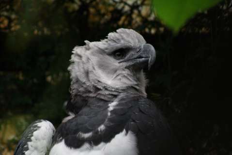 La gran oportunidad de proteger al águila arpía que se dio cerca a Bogotá