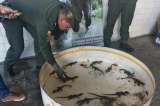 Policía ambiental rescató 20 crías de babilla en Jamundí