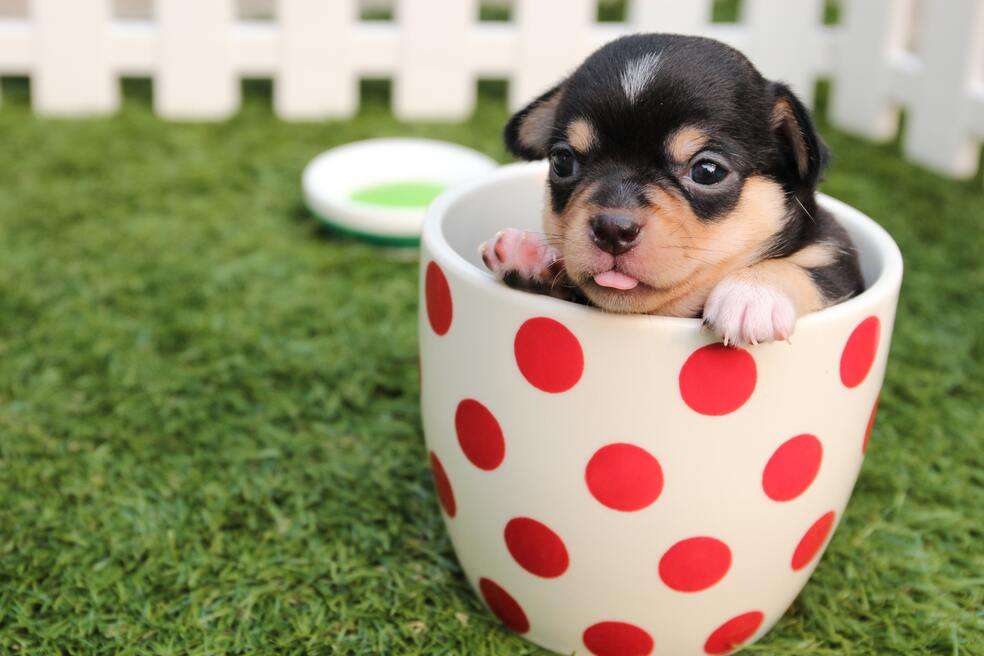 Perros, tacita de té