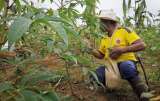 Cajibío: el sigiloso avance de la coca y las disidencias de las Farc
