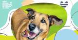 Theatrón abrió sus puertas para la adopción: 13 animales consiguieron un hogar
