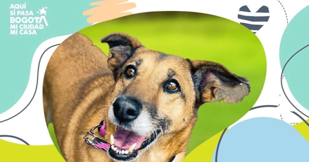 Bar Theatron abre sus puertas a jornada de adopción de perros y gatos