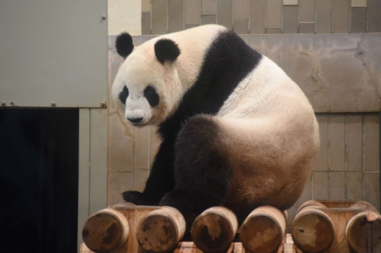 El panda gigante también fue carnívoro