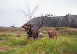 Los perros que están causando un serio problema en Colombia