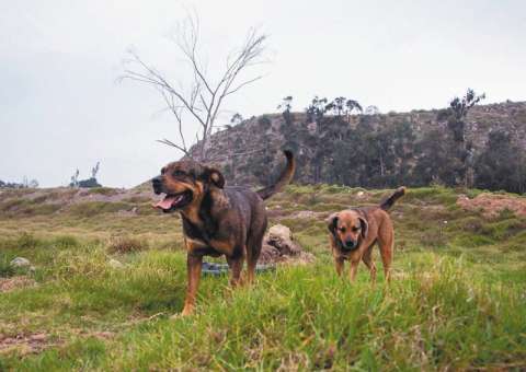 Los perros que están causando un serio problema en Colombia