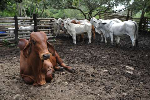 Nueva Zelanda intentará ponerle precio a los gases que producen las vacas