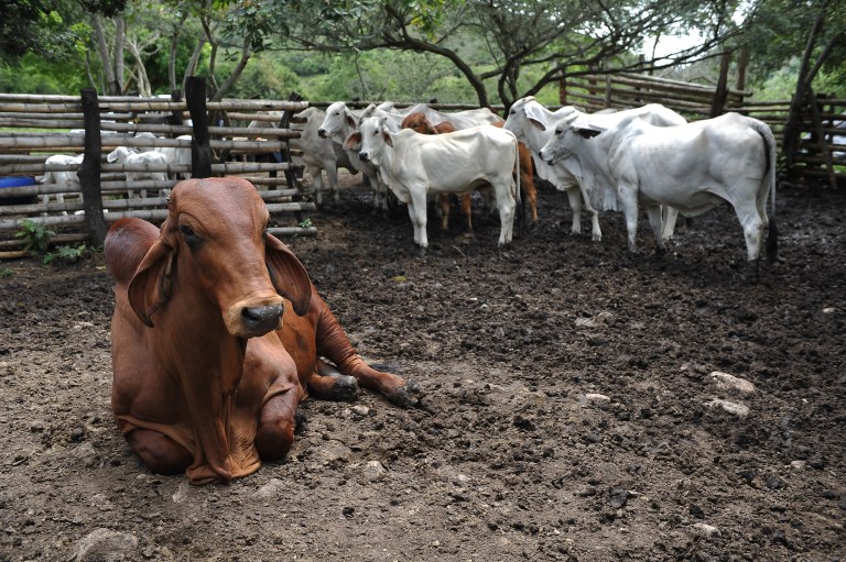 Nueva Zelanda intentará ponerle precio a los gases que producen las vacas