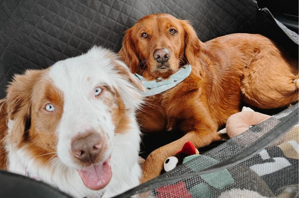 Así es la tierna relación entre una golden retriever y un perrito sordo