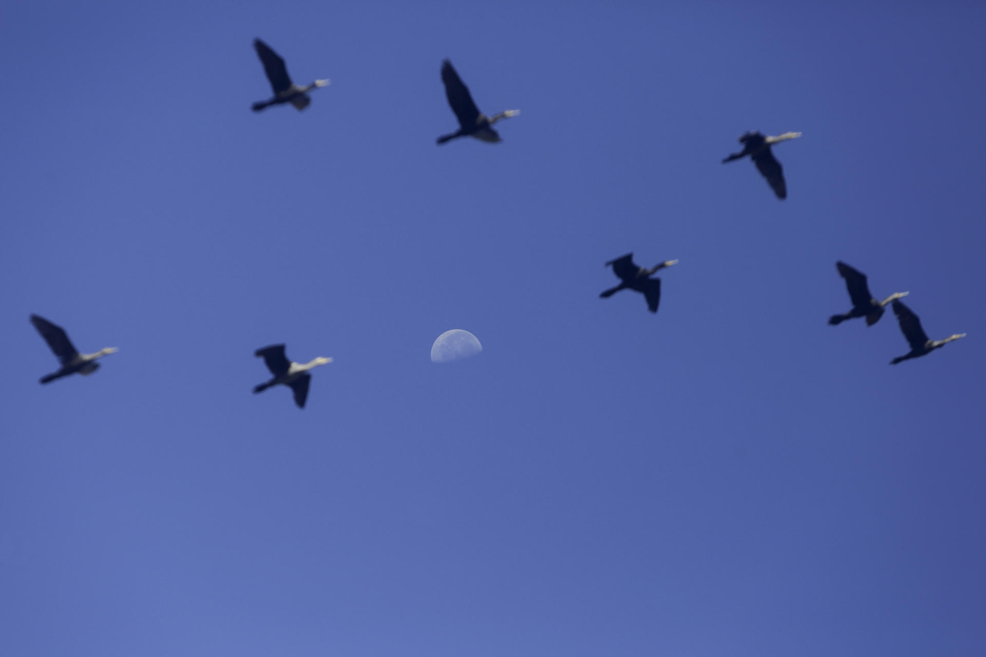 FOTODELDÍA AME9163. CIUDAD DE PANAMÁ (PANAMÁ), 19/05/2025.- Fotografía de aves volando sobre los manglares que protegen una de las áreas de la ciudad de Panamá conocida como costa del este este lunes, en Ciudad de Panamá (Panamá). Las energías renovables, la inteligencia artificial (IA) y los ecosistemas naturales como los manglares son herramientas claves para hacer frente a la crisis climática en Latinoamérica, una región que también debe invertir en esas tecnologías para fortalecer la competitividad económica. EFE/Carlos Lemos
