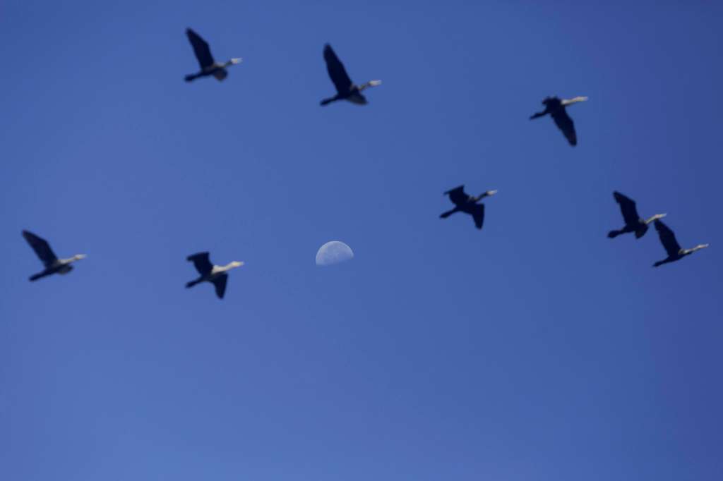 FOTODELDÍA AME9163. CIUDAD DE PANAMÁ (PANAMÁ), 19/05/2025.- Fotografía de aves volando sobre los manglares que protegen una de las áreas de la ciudad de Panamá conocida como costa del este este lunes, en Ciudad de Panamá (Panamá). Las energías renovables, la inteligencia artificial (IA) y los ecosistemas naturales como los manglares son herramientas claves para hacer frente a la crisis climática en Latinoamérica, una región que también debe invertir en esas tecnologías para fortalecer la competitividad económica. EFE/Carlos Lemos