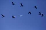 Las aves del mundo podrían emitir el mismo sonido y expertos creen saber por qué