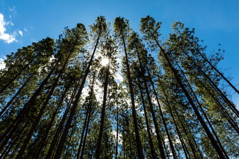 Reforestación comercial: ¿qué es y por qué debería importarnos?