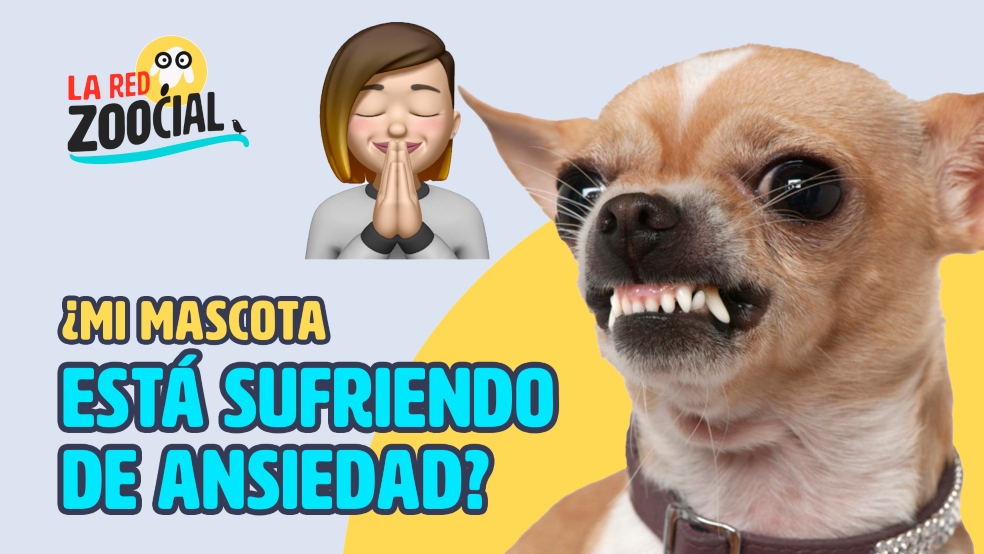 red zoocial ansiedad