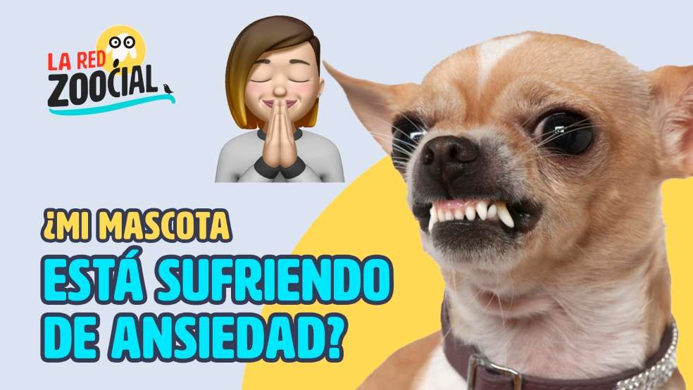 red zoocial ansiedad