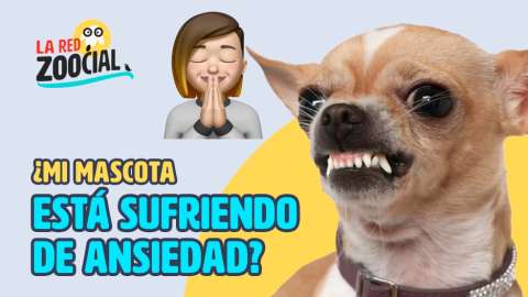 ¿Cómo sé si mi mascota tiene ansiedad?