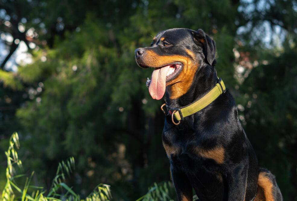 Perros rottweiler características y cuidados de esta raza