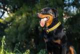 Perros rottweiler: características y cuidados de esta raza