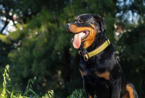 ¿Cuál es la raza de perro más dominante y fuerte?