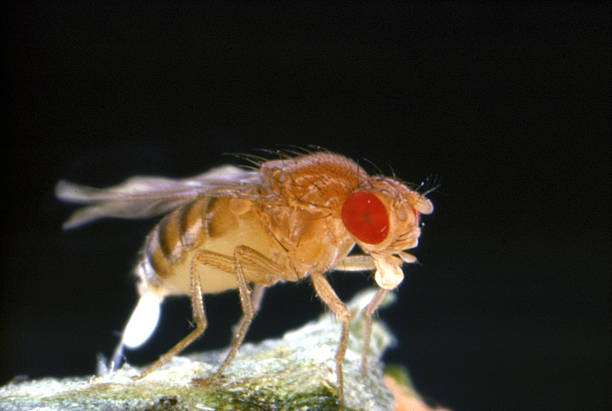 Drosophila melanogaster, comúnmente conocida como la mosca de la fruta, consume etanol. Estas moscas son notablemente atraídas por frutas en fermentación, donde el etanol se encuentra en concentraciones elevadas debido a la descomposición de azúcares. /Getty