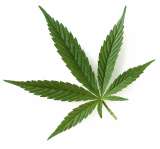 El cultivo del cannabis medicinal