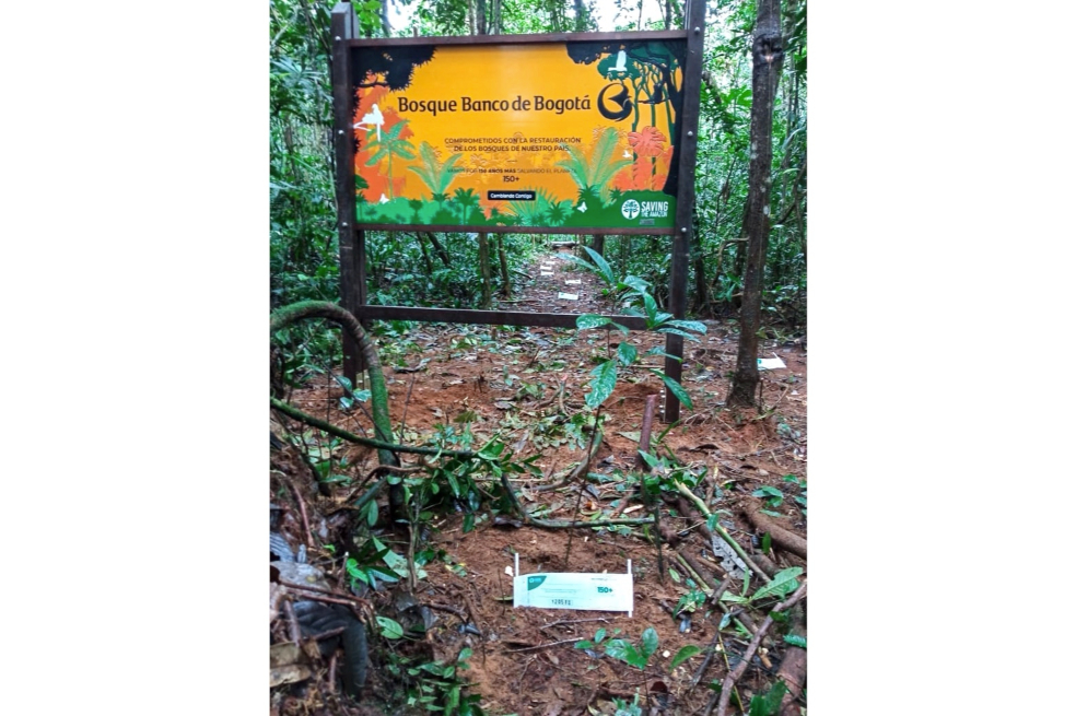 En su bosque en la Amazonía, el Banco de Bogotá, en alianza con Saving the Amazon, realiza el proceso de siembra con la comunidad indígena Tayazú.