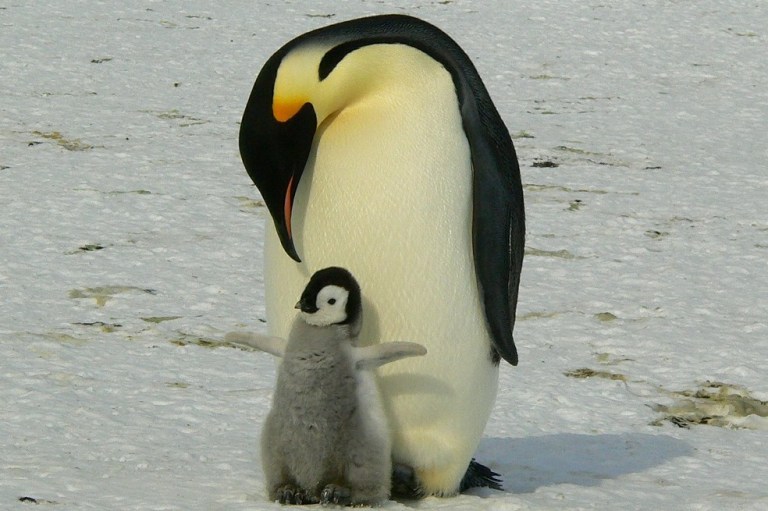 Reconstruyen la historia evolutiva de los pingüinos: así lograron vivir en la Antártida